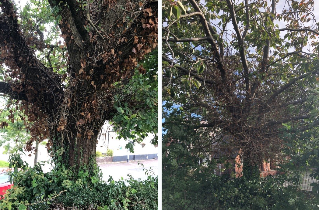 Photo showing tree being smothered by ivy - before and after