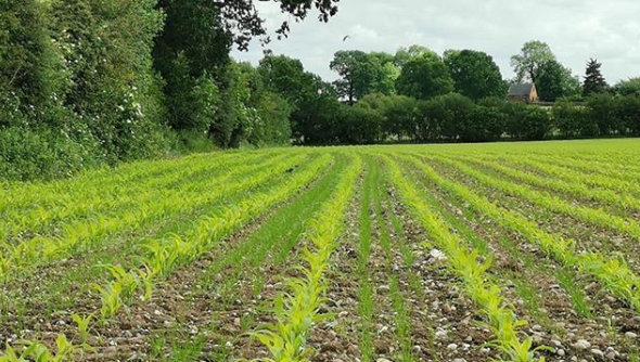 Photo of a field of maize seedlings with grass undersown