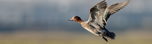 Eurasian widgeon (Anas penelope) in flight