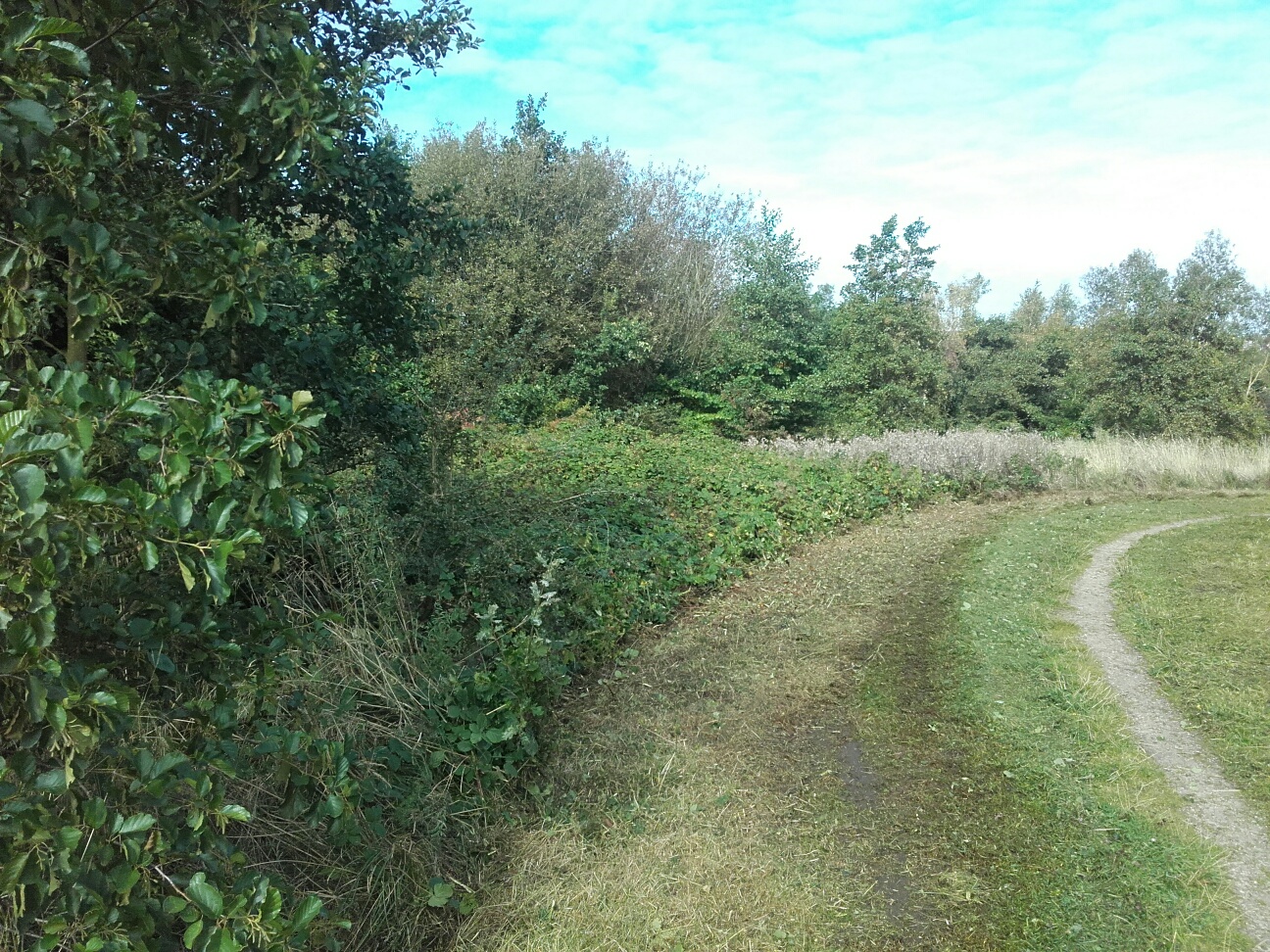 Photo showing work to clear area and plant with wildflowers