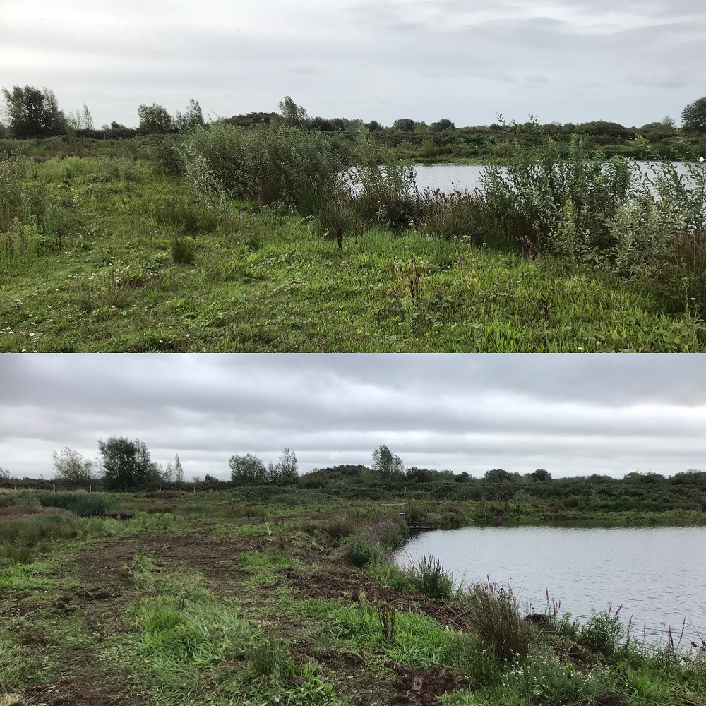 Photo showing before and after willow removal