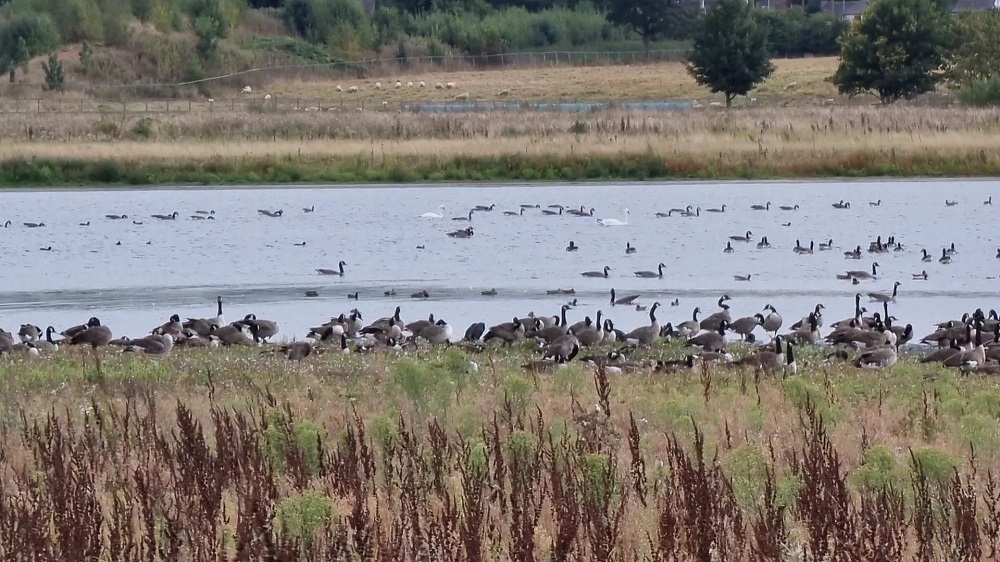 Photo of birds at Tucklesholme