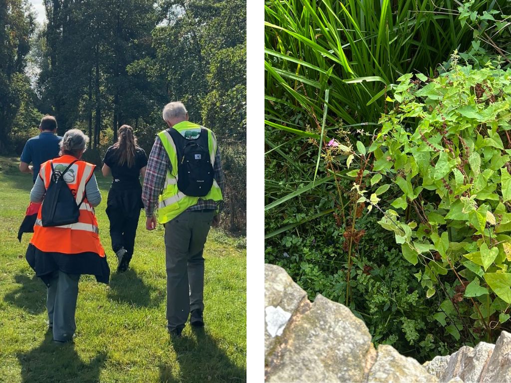 Himalayan Balsam Removal