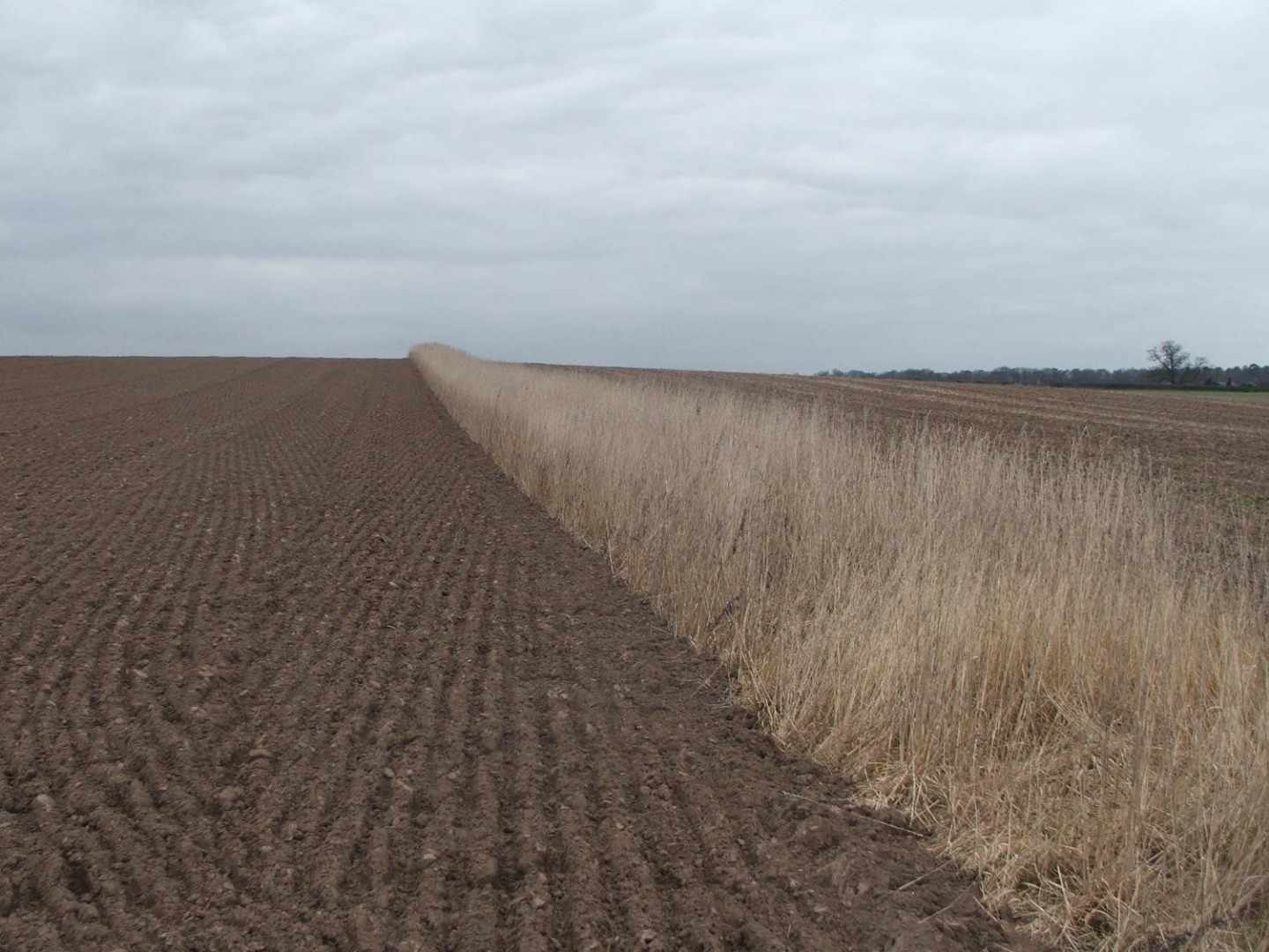 In-field grass strips