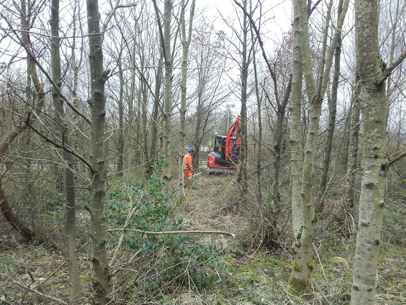 Photo showing woodland thinning