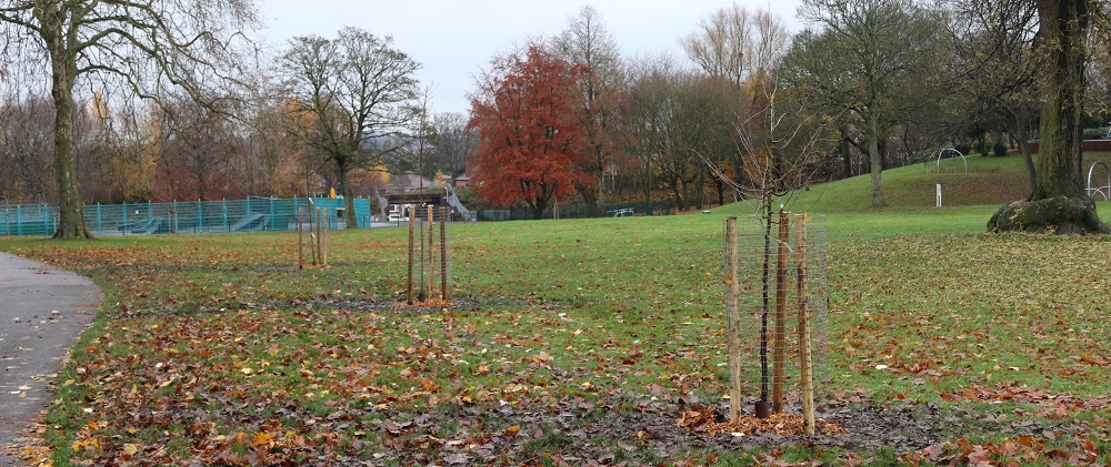 New trees at Brunswick Park