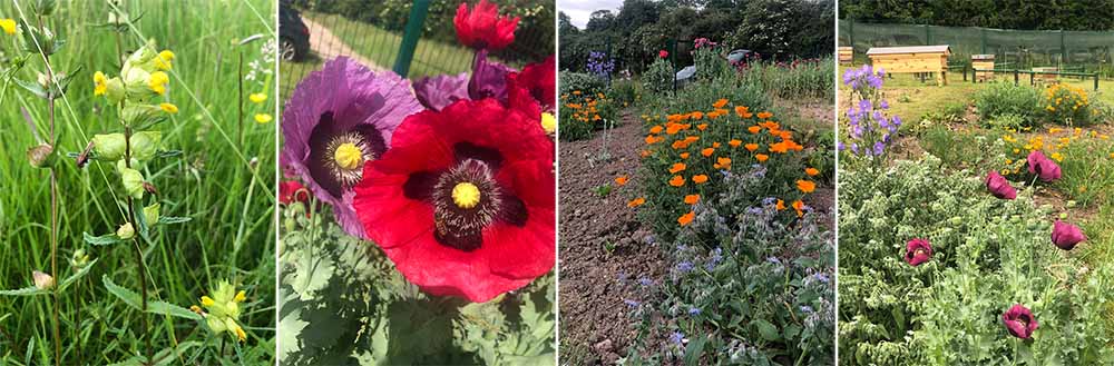 Photo of wildflowers at the apiary