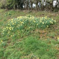Photo of daffodils