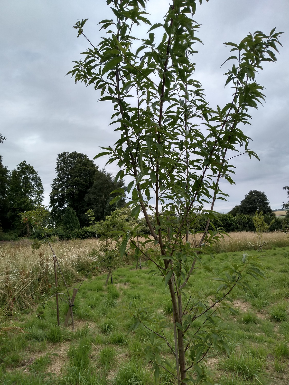 Photo of an almond tree