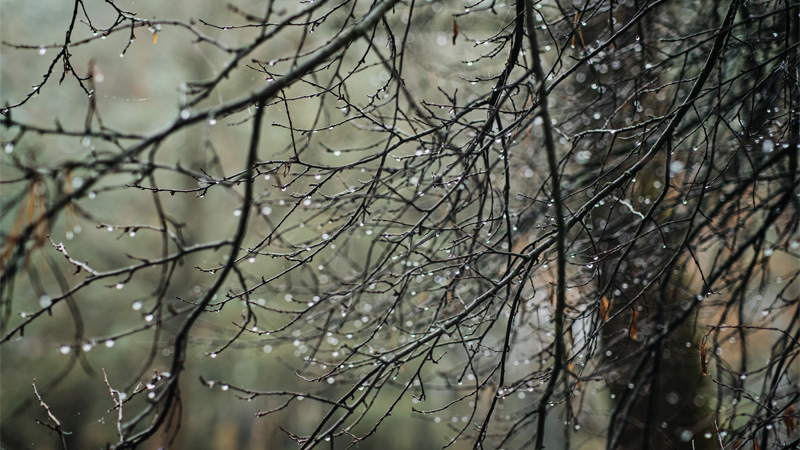 Raindrops on tree branches