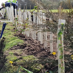 Photo of hedging